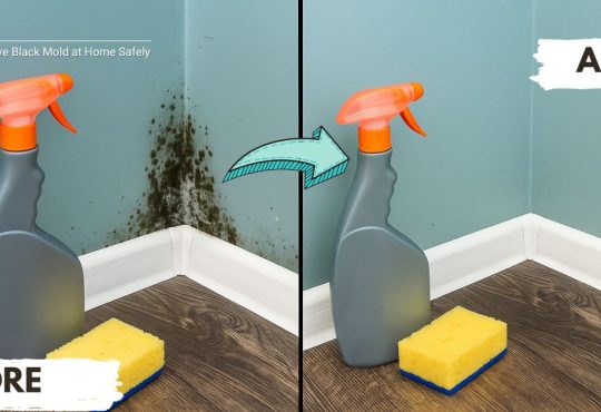 How to Remove Black Mold