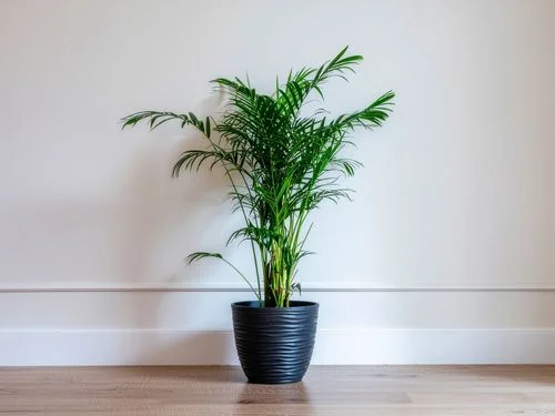 Ultimate Indoor Plant Guide: Tips for Vibrant Growth