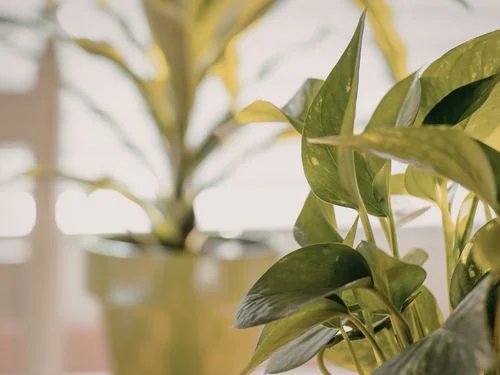 Ultimate Indoor Plant Guide: Tips for Vibrant Growth