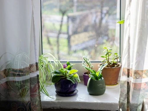 Ultimate Indoor Plant Guide: Tips for Vibrant Growth