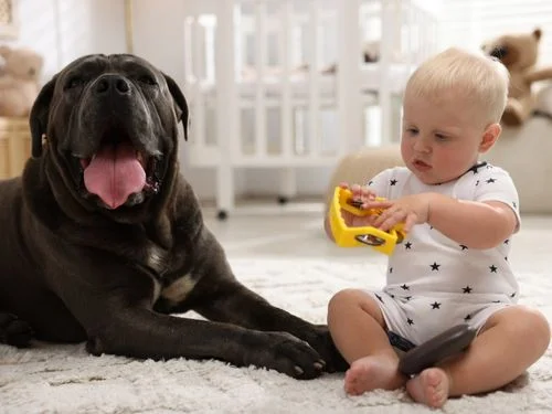 Smart Pet-Friendly Home Tips for Happy, Safe Living